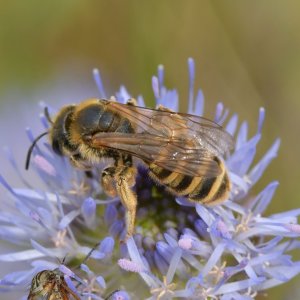 Halictus scabiosae – Great Banded Furrow Bee. Named Wild Bee of the Year in 2018. Image: Beata Bąk